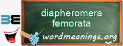 WordMeaning blackboard for diapheromera femorata